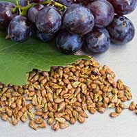 grape seed