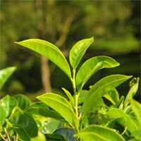 greenTea