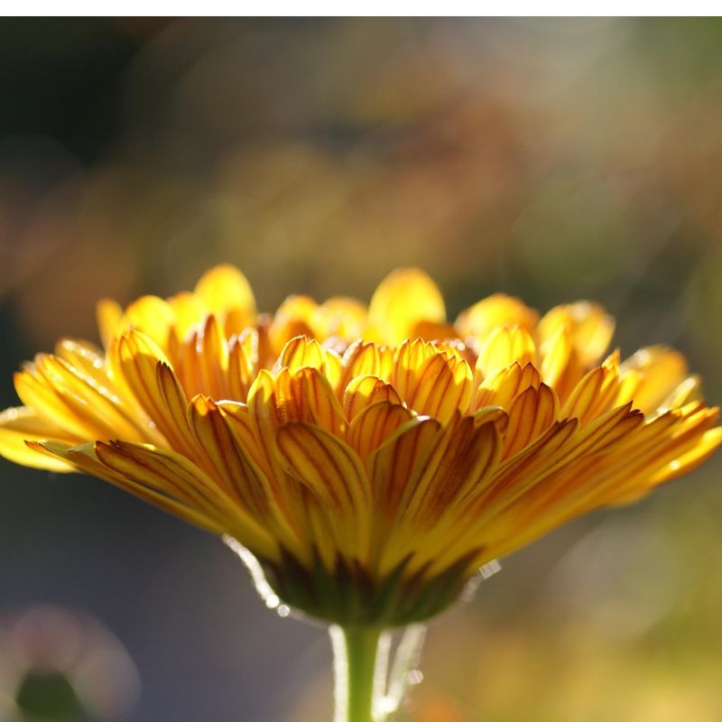 flor de calendula